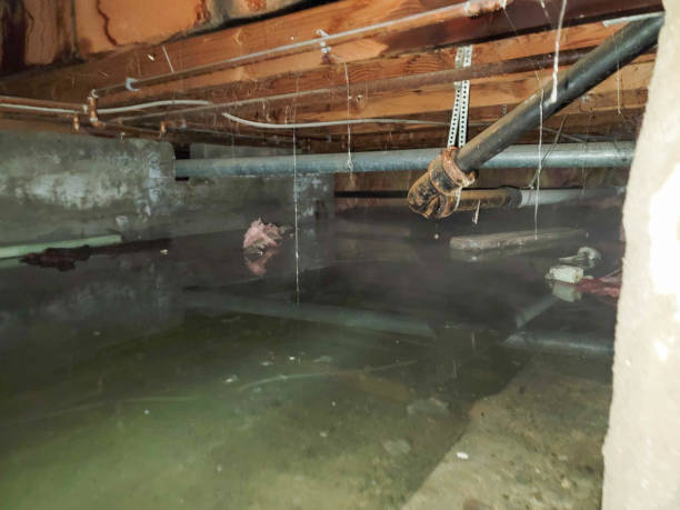 Best Water damage contractors near me  in Lathrop, MO